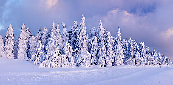 冬季风景,积雪,冷杉,夜光,黑森林,巴登符腾堡,德国,欧洲