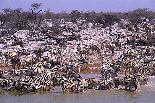 纳米比亚,埃托沙国家公园,斑马,水潭