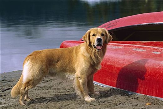 金毛猎犬,狗,警惕,湖,岸边,独木舟