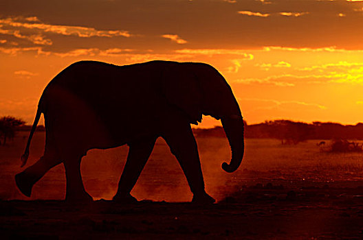 非洲,大象,成年,走,灰尘,日落,剪影,博茨瓦纳