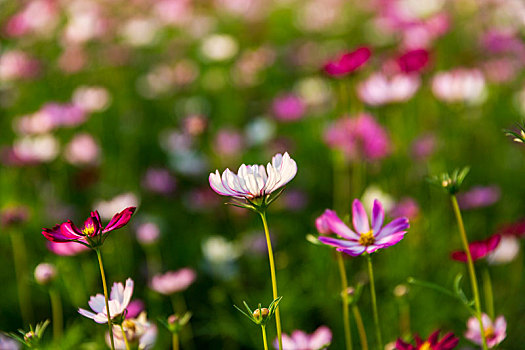 格桑花