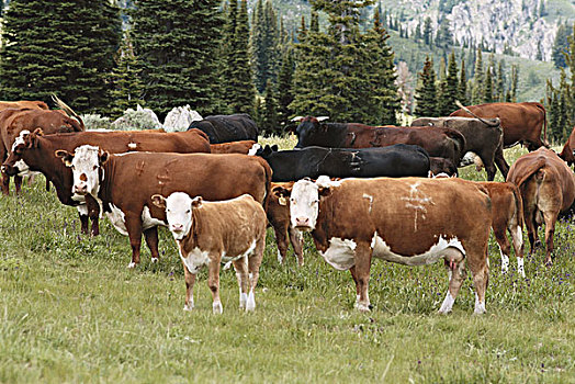 牛,站立,风景,大幅,尺寸