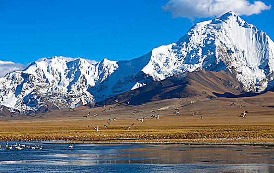 雪山和湿地