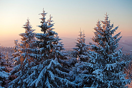 积雪,云杉,冬天,靠近,北莱茵威斯特伐利亚