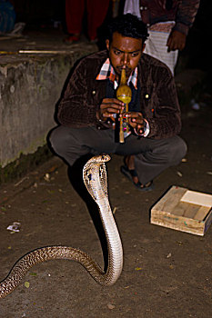 耍蛇,乡村,人,蛇,孟加拉,亚洲