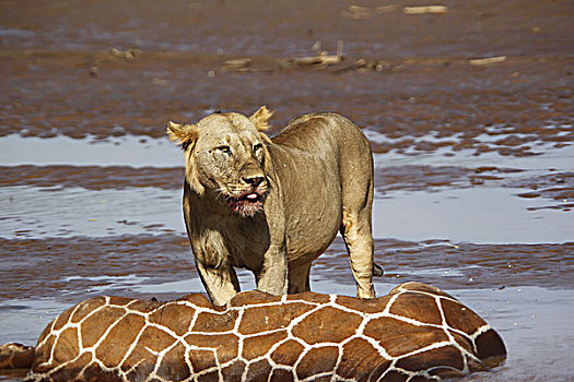 非洲狮,狮子,幼兽,雄性,吃,网纹长颈鹿,困住,淹没,河,公园,肯尼亚