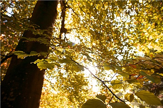 秋叶,树林