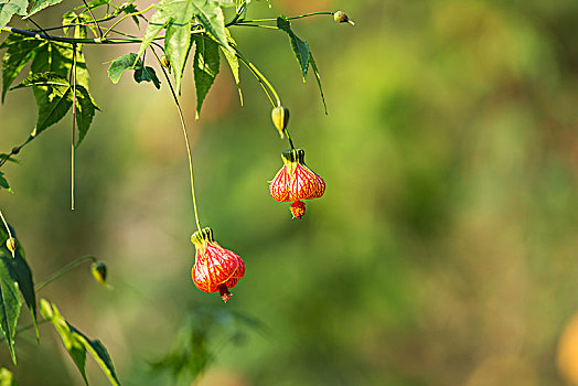 悬铃花,纹瓣悬铃花