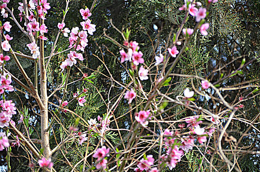 桃花艳,绽放,桃花,花卉,花朵,花,春季,桃树