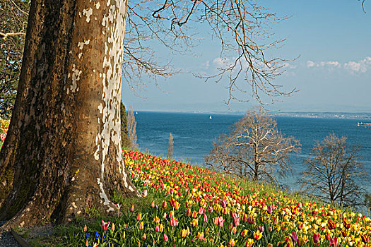 康士坦茨湖,巴登符腾堡,德国,欧洲