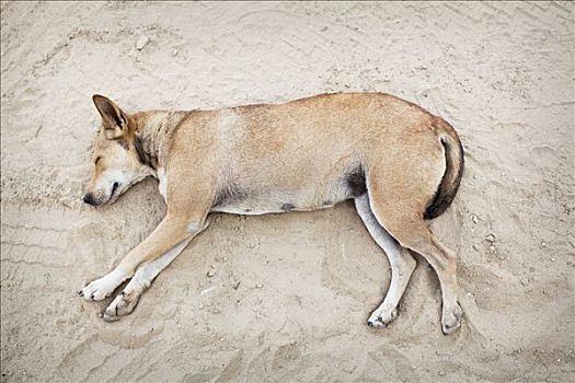 俯拍,狗,睡觉,沙滩,缅甸