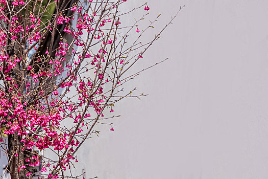 被子植物门中国山樱花马头墙园林建筑景观