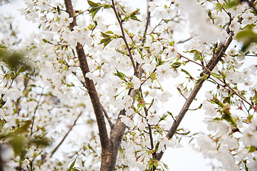 春季盛开的白色樱花特写
