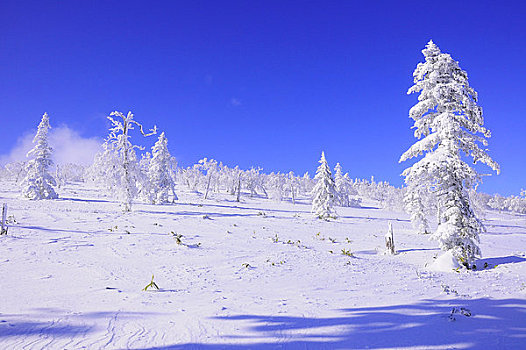 霜冻,树林