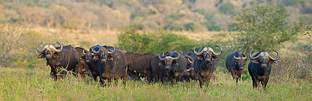 南非水牛,非洲水牛