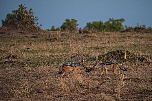 肯尼亚马赛马拉国家公园黑背胡狼
