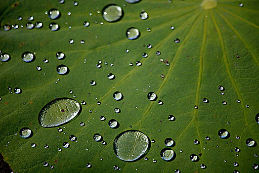 雨荷