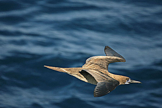 蓝脚鲣鸟,加拉帕戈斯群岛,厄瓜多尔