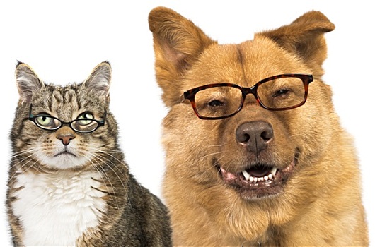 狗,猫,戴着,眼镜