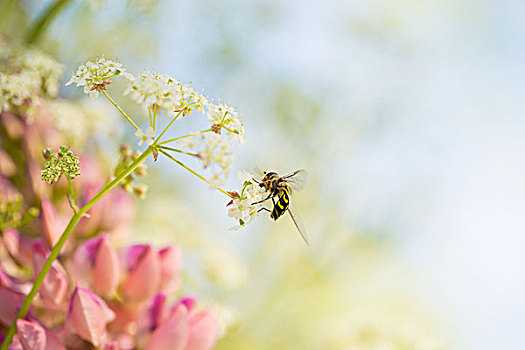 食蚜蝇科,苍蝇,母牛,西芹,粉色,羽扇豆属植物,蓝天,背景