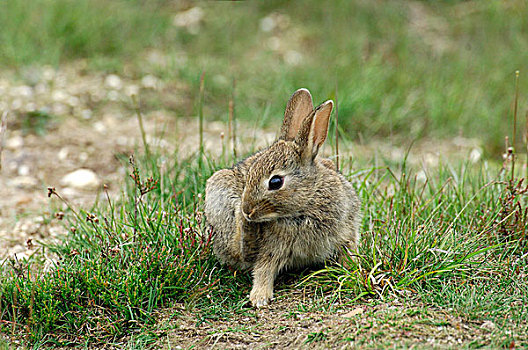 欧洲兔,兔豚鼠属,挠,费吕沃,国家公园,格尔德兰,荷兰
