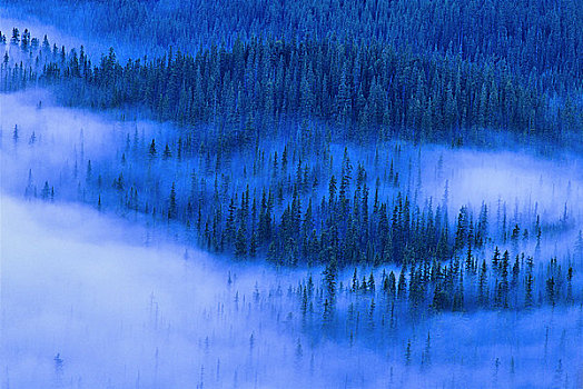树,山,雾,班芙国家公园,艾伯塔省,加拿大
