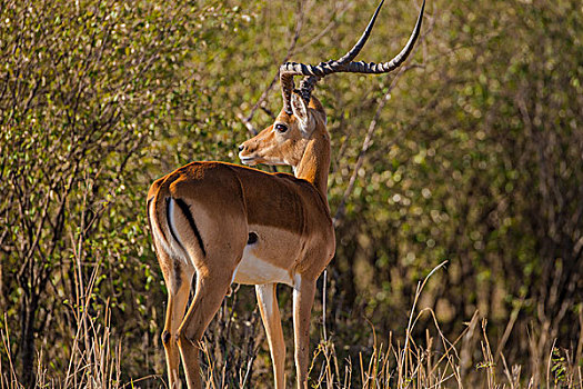肯尼亚马赛马拉国家公园黑斑羚