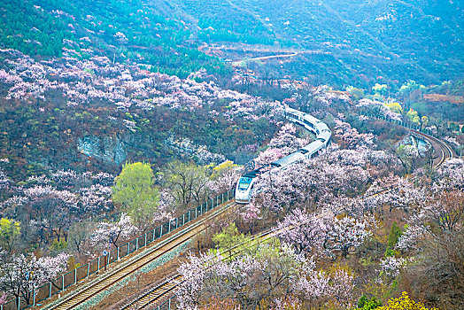 花海列车