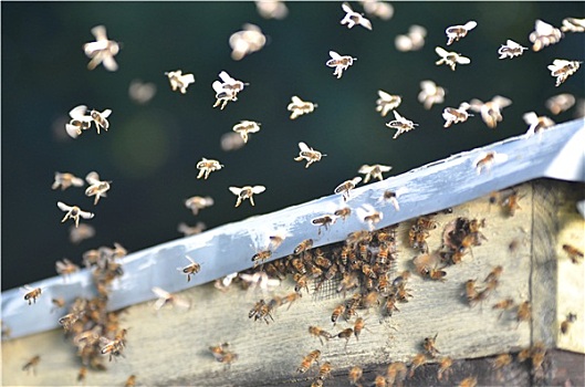 成群,蜜蜂,尝试,蜂巢