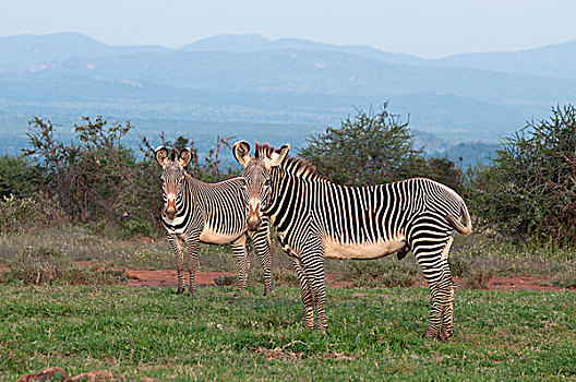 斑马,细纹斑马,一对,研究中心,肯尼亚