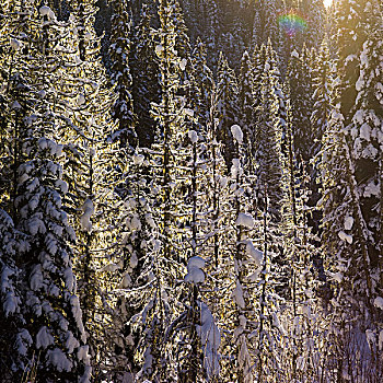 风景,积雪,树,公路,不列颠哥伦比亚省,加拿大