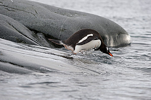 巴布亚企鹅,水,南极