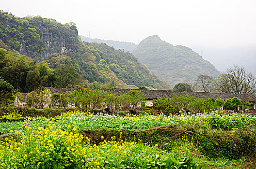 春天的油菜花