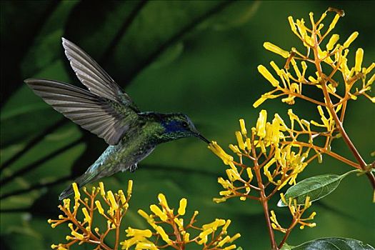 绿紫耳蜂鸟,蜂鸟,花,蒙特维多云雾森林自然保护区,哥斯达黎加
