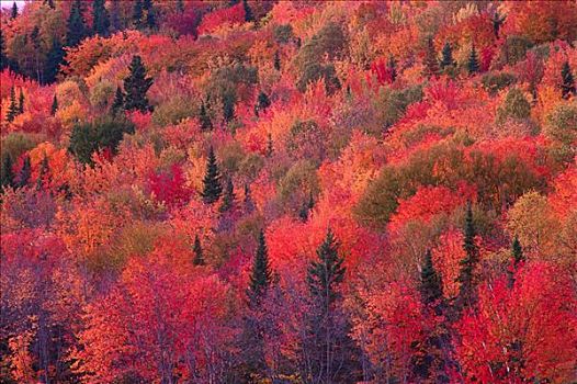 秋天,摩利斯,国家公园,魁北克,加拿大