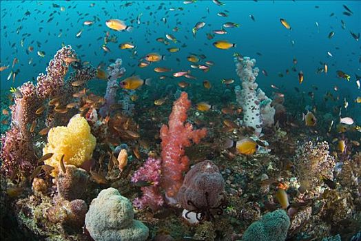 珊瑚,生态系统,软珊瑚,珊瑚鱼,印度尼西亚