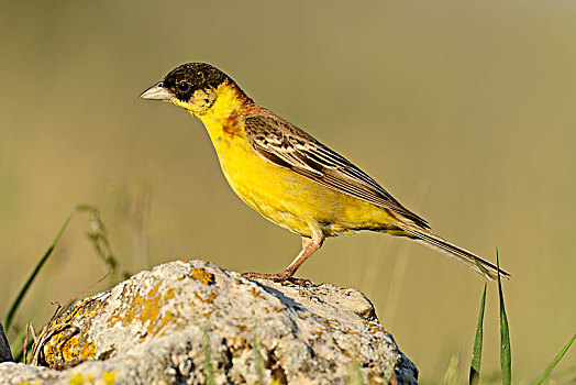 红嘴鸥,颊白鸟,站立,石头,罗多彼山脉,保加利亚,欧洲
