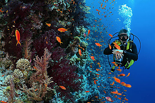 潜水,看,珊瑚礁,穆罕默德,国家公园,西奈半岛,沙姆沙伊赫,红海,埃及,非洲