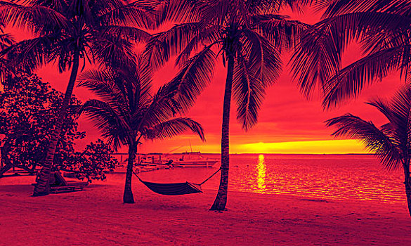 度假,海滩,夏天,休闲,概念,剪影,椰树,吊床,红色,日落,风景