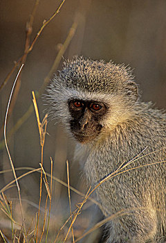 黑长尾猴,猴子,克鲁格国家公园,南非,非洲