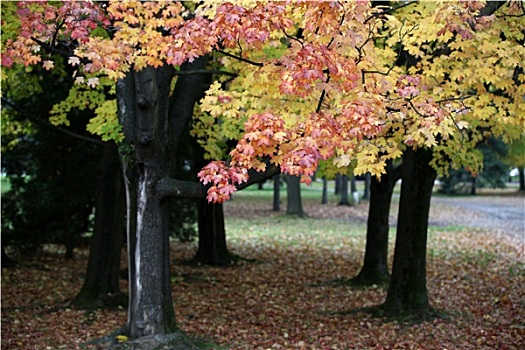 漂亮,秋天,树,公园