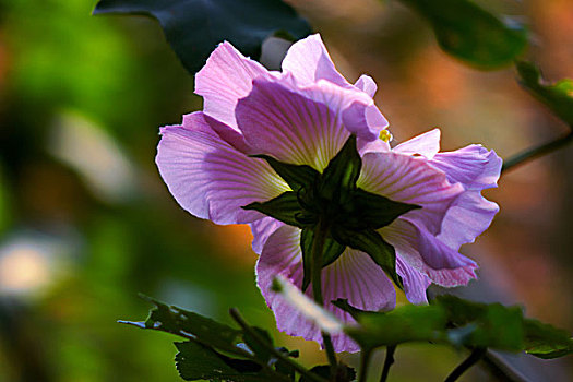 美丽的芙蓉花,木芙蓉,拒霜花,木莲,地芙蓉,华木