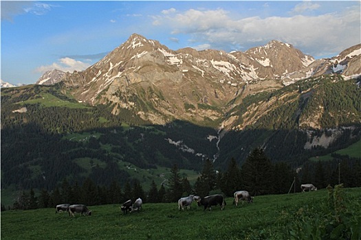 晚间,阿尔卑斯山,放牧,牛,正面,漂亮,山