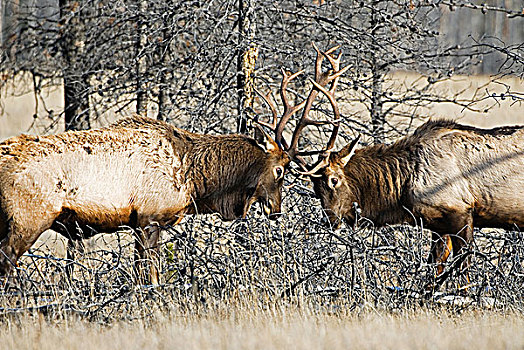 两个,公麋鹿,争斗,右边,雌性,缠结,鹿角,靠近,艾伯塔省,加拿大