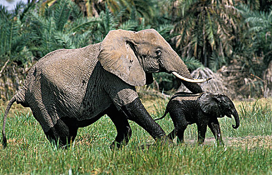 非洲象,女性,出现,沼泽,安伯塞利国家公园,公园,肯尼亚
