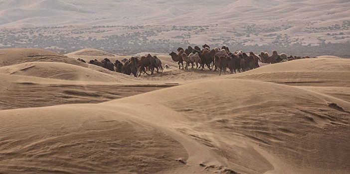 阿拉善盟骆驼那达慕大会