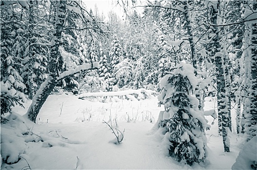 冬天,积雪,树,爱沙尼亚
