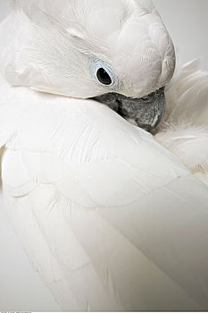 特写,白色,美冠鹦鹉