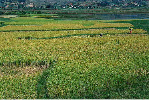 工人,稻田,马达加斯加