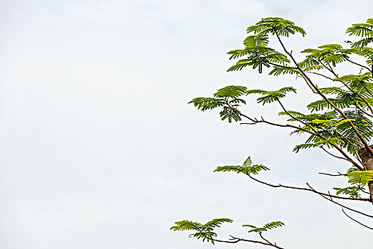 天空纯净背景下的嫩黄绿叶